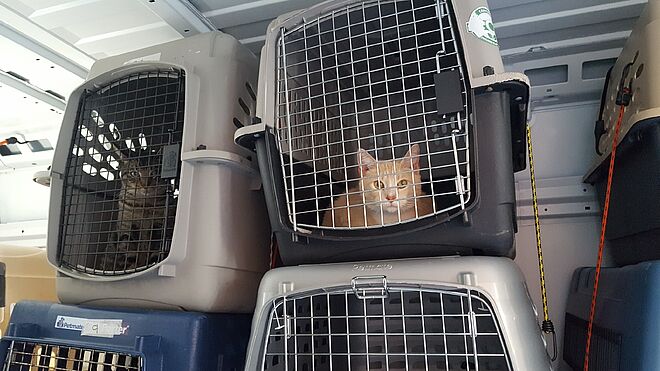 Cat rescued by PAWS Chicago from Florida 1