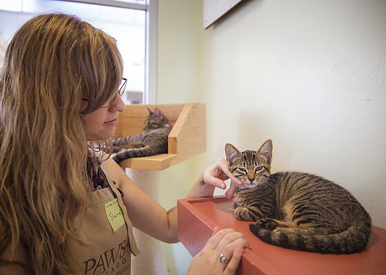 Working with Cats | PAWS Chicago