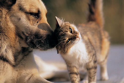 Dog cat0