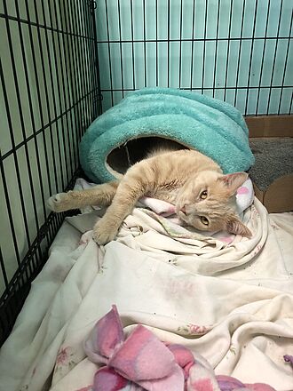 Cat rescued by PAWS Chicago from Florida 2