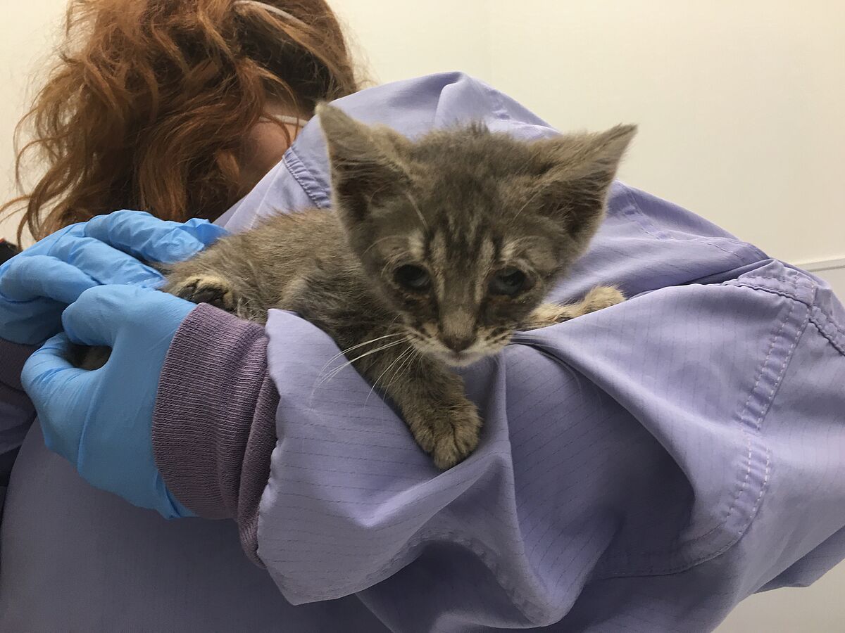Tiny Kittens Survive Triple Threat Paws Chicago News Paws Chicago 