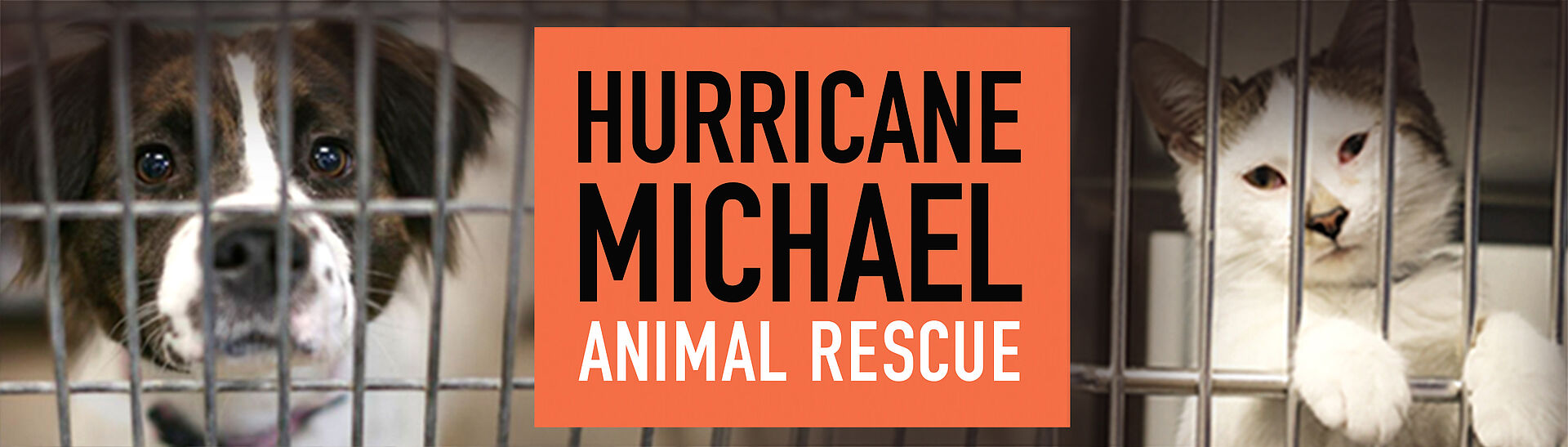 Michael Page Header 4