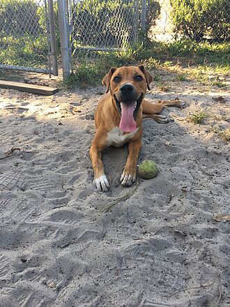 Dog rescued by PAWS Chicago Shelly