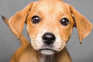 Maison PAWS Clef ForWeb Thumbnail