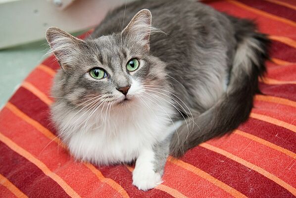 How Cats Age PAWS Chicago