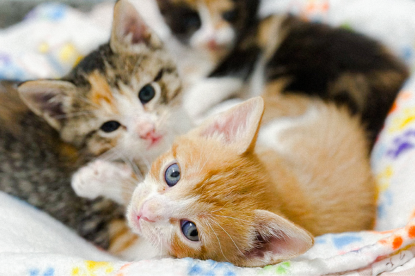 How Cats Age PAWS Chicago
