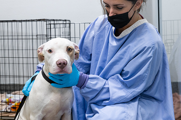 PAWS Chicago's Animal Health & Behavior Programs Are a Model in Animal  Welfare | PAWS Chicago News | PAWS Chicago