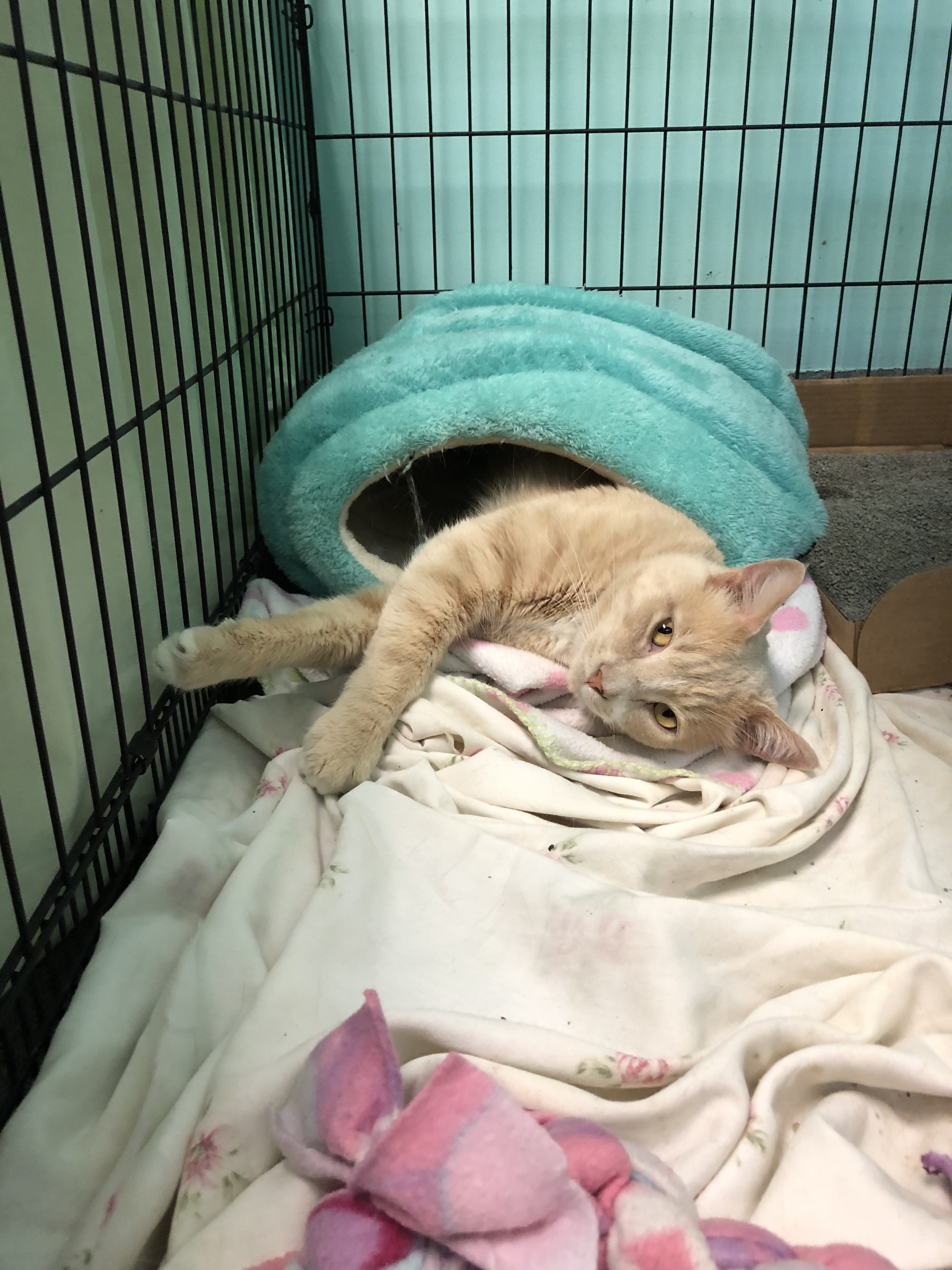 Cat rescued by PAWS Chicago from Florida 2