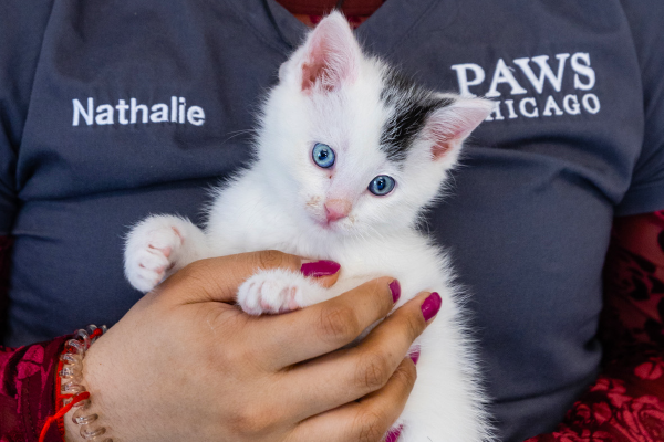 Stray cat recovering from paw surgery will soon be ready for adoption