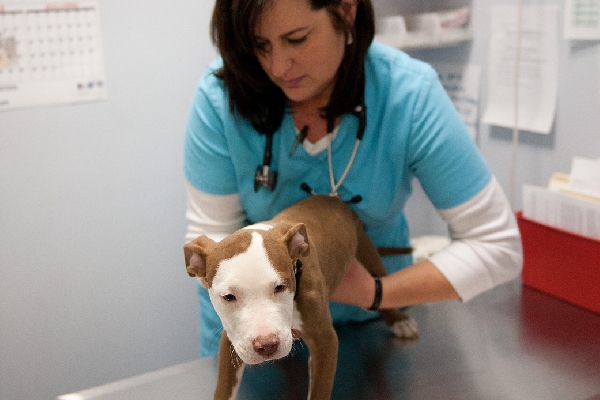 Medical Care for Your Dog | PAWS Chicago