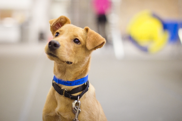 Canine Senses | PAWS Chicago