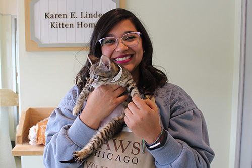Animal Care Internship | PAWS Chicago