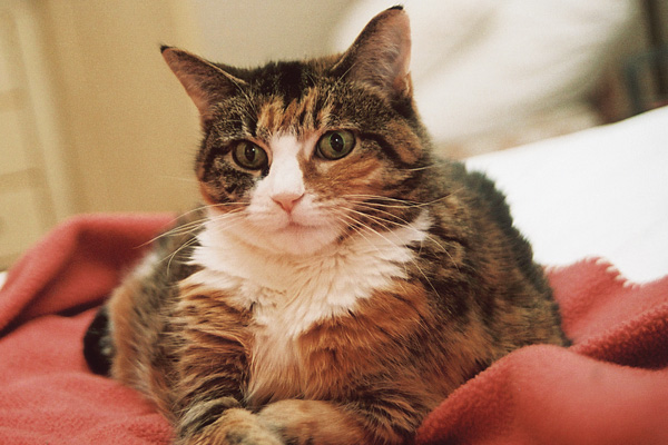 F08 Miss Kitty