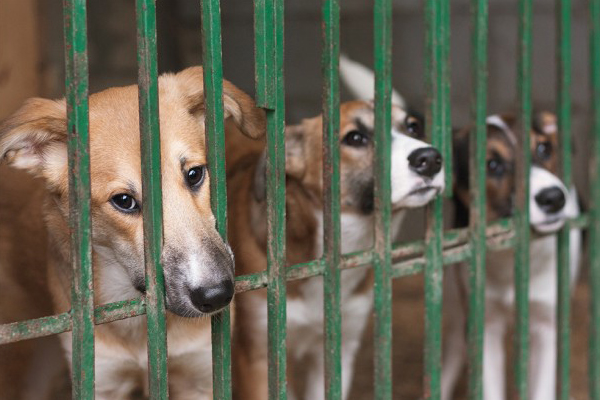 Puppy Mills