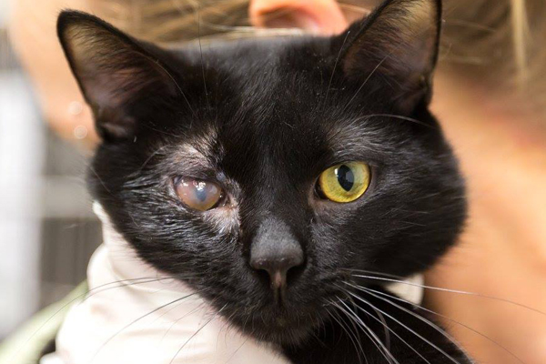 Protection for Animals in Animal Cruelty Cases blog