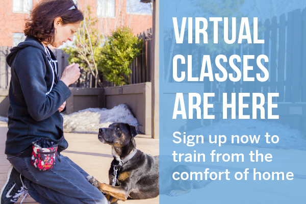 obedience dog training classes near me