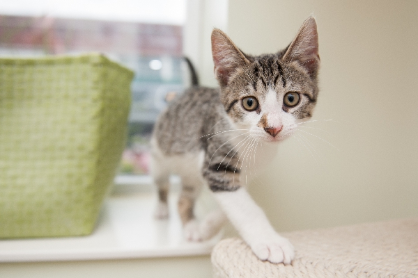 Adopt a Cat | PAWS Chicago