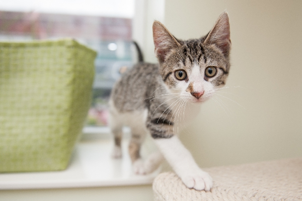 Adopt a Cat PAWS Chicago