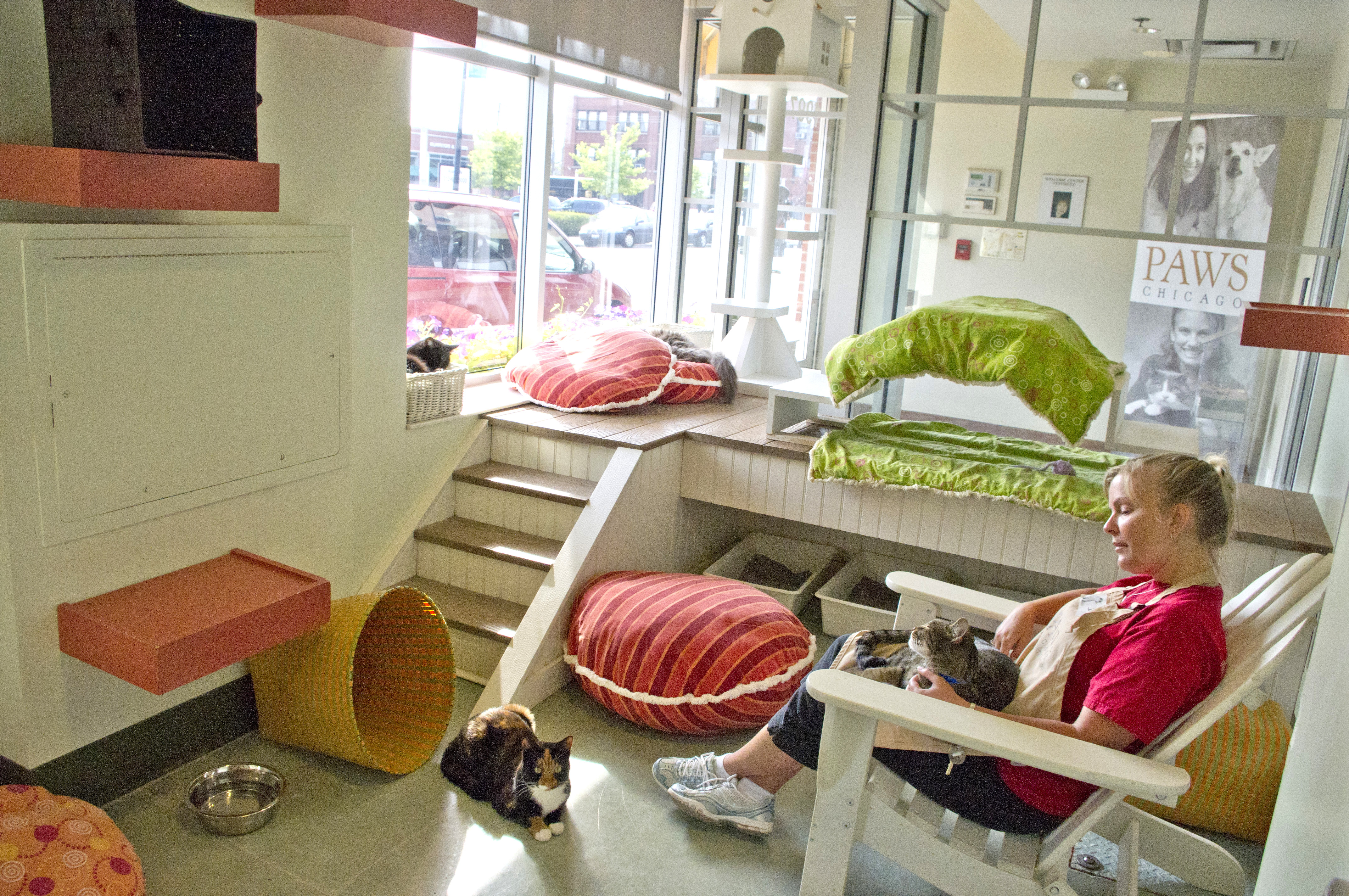 Kitty City Room