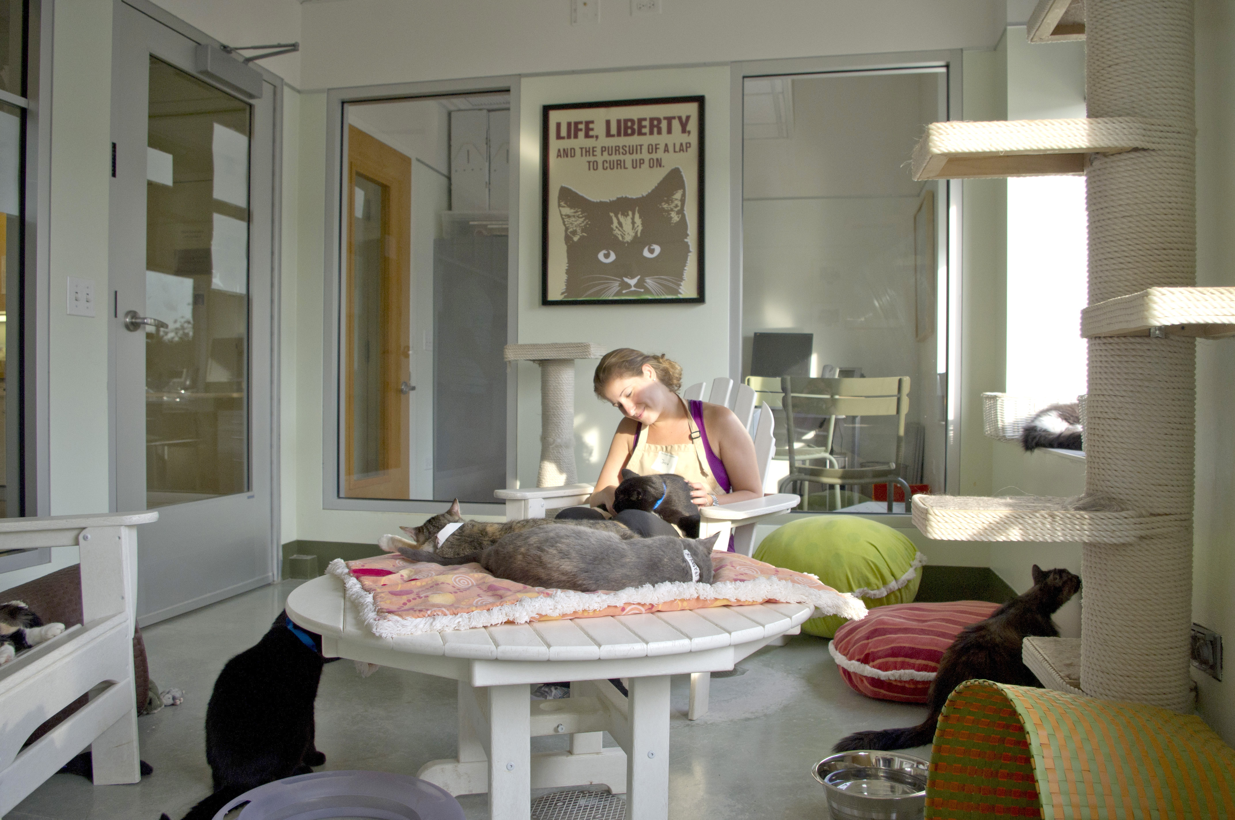 Kitty City Room 2
