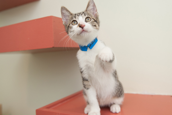 How Cats Age PAWS Chicago