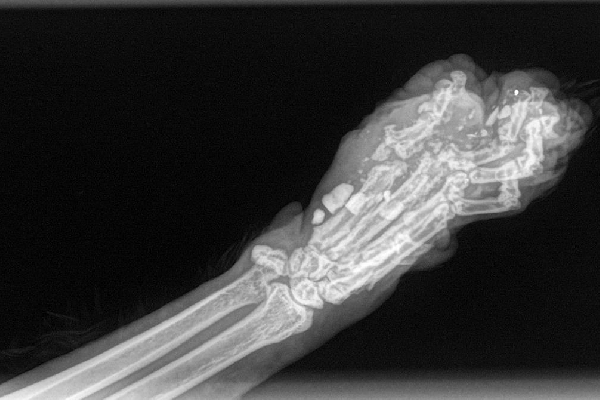 cat paw x ray cost - Susann Tompkins
