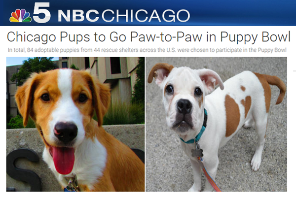Chicago Pups to Go Paw-to-Paw in Puppy Bowl | PAWS in the ...